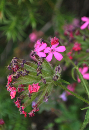 Saponaria bargyliana