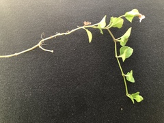 Torenia polygonoides