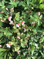 Torenia polygonoides