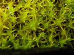 Didymodon torquatus