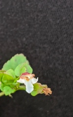 Torenia polygonoides