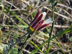 Arctotis pinnatifida