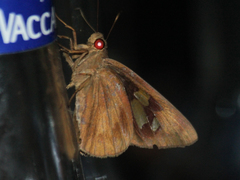 Erionota thrax