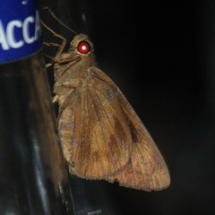 Erionota thrax
