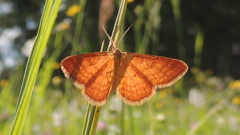 Idaea serpentata