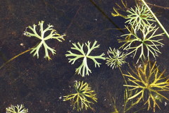 Ranunculus amphitrichus