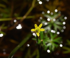 Ranunculus amphitrichus