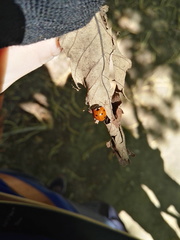Coccinella septempunctata
