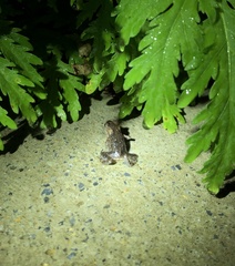Bufo stejnegeri