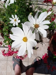 Cosmos bipinnatus