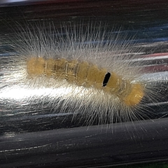 Calliteara horsfieldii