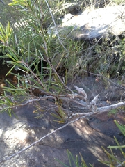 Hakea teretifolia