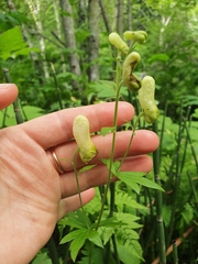 Aconitum umbrosum