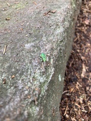 Polydrusus formosus