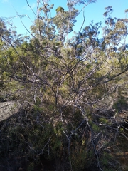 Hakea teretifolia