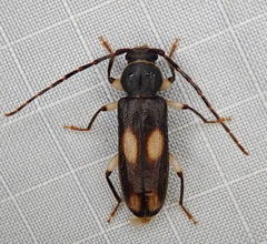 Tylonotus bimaculatus