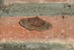 Azeta