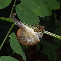 Urocyclidae