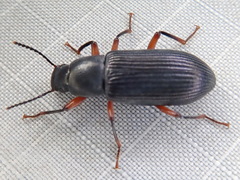 Xylopinus saperdoides
