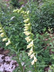 Digitalis lutea