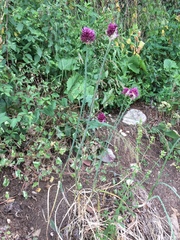Allium