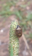 Rubiconia intermedia