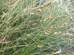 Carex muricata