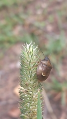 Rubiconia intermedia