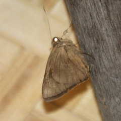 Erionota torus