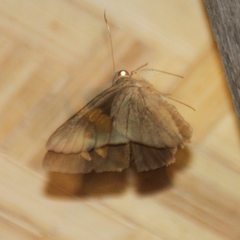 Erionota torus