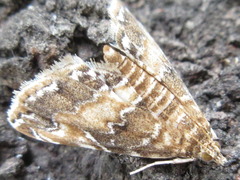 Elophila turbata