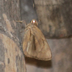 Erionota torus