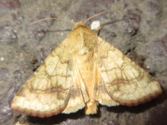 Helicoverpa assulta