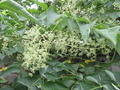 Aralia elata