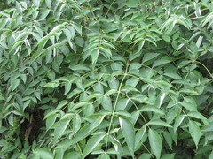 Aralia elata