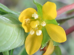 Ludwigia epilobioides