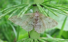 Paradarisa consonaria