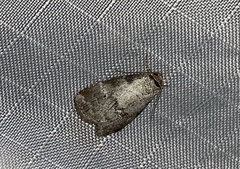 Hyperstrotia pervertens