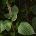 Perilla frutescens - Photo (c) skitterbug,  זכויות יוצרים חלקיות (CC BY), uploaded by skitterbug