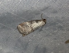 Hyperstrotia pervertens