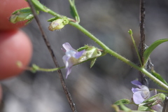 Sairocarpus vexillocalyculatus