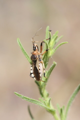 Rhynocoris ventralis