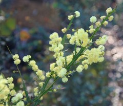 Acacia alata