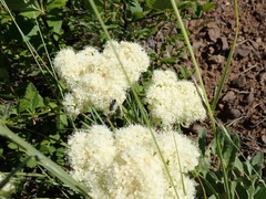 Eriogonum compositum