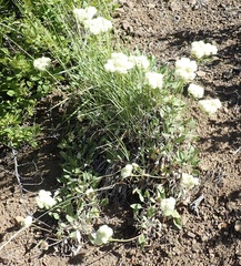 Eriogonum compositum