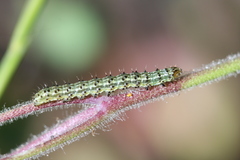 Heliothis phloxiphaga