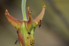 Tupiocoris californicus