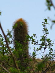Cephalocereus polylophus