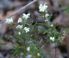 Grevillea pilulifera