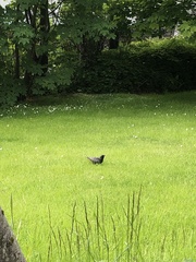 Sturnus vulgaris faroensis